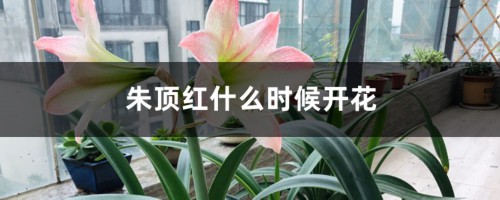 朱顶红什么时候开花