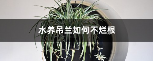 水养吊兰如何不烂根，水养吊兰如何插活