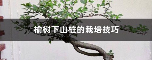 榆树下山桩的栽培技巧，根部怎么处理