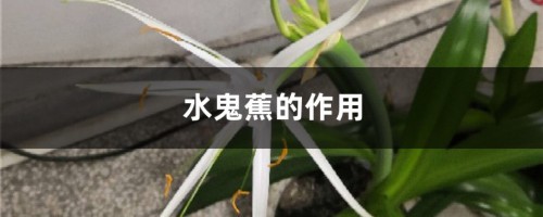 水鬼蕉的作用