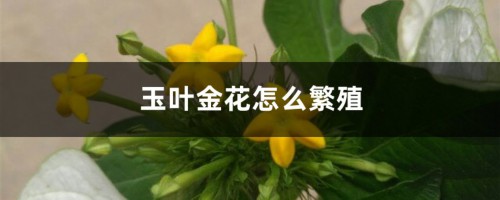 玉叶金花怎么繁殖