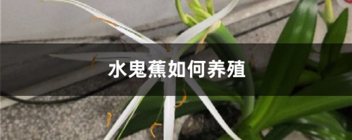 水鬼蕉的四季养护